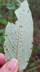 Pomaderris intermedia