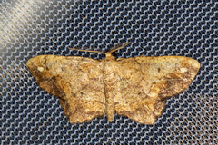 Hypagyrtis