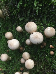 Apioperdon