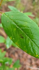 Pomaderris intermedia