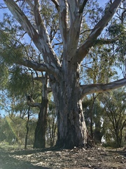 Eucalyptus camaldulensis