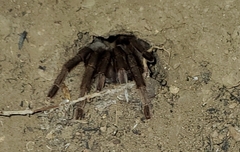 Aphonopelma eutylenum