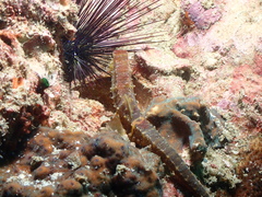 Hippocampus comes