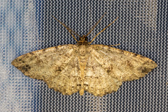 Melanolophia