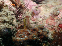 Hippocampus comes