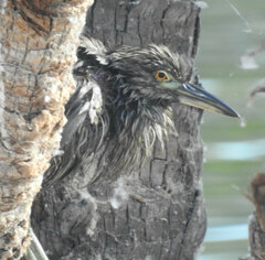 Nycticorax nycticorax