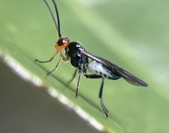 Callibracon capitator