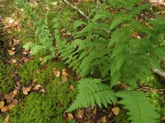 Dryopteris cristata