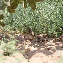 Emberiza hortulana
