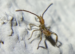 Zelus renardii