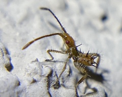 Zelus renardii