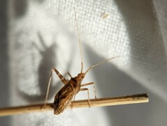 Miridae