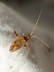 Miridae