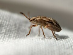 Hemiptera