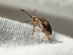 Hemiptera