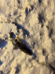 Homalodisca liturata