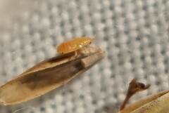 Hemiptera