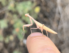 Schizomantodea