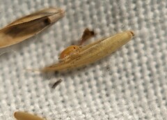 Hemiptera