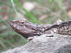 Pogona barbata