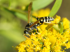 Polistes mongolicus
