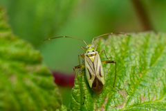 Adelphocoris quadripunctatus