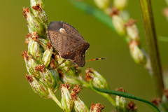 Peribalus strictus vernalis