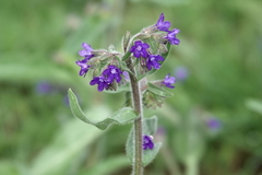 Anchusa officinalis