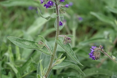 Anchusa officinalis