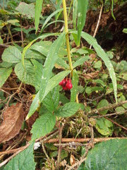 Polygonatum verticillatum