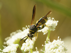 Leucospis