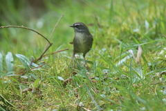 Sericornis frontalis