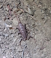 Serradigitus gertschi