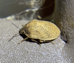 Sphyrocoris obliquus