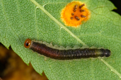 Cladius compressicornis