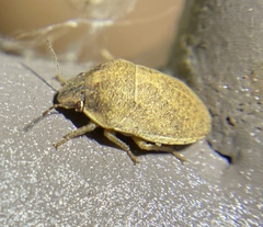 Sphyrocoris obliquus