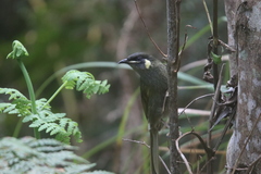 Meliphaga lewinii