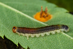 Cladius compressicornis