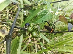 Phthiacnemia picta