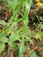Polygonatum verticillatum