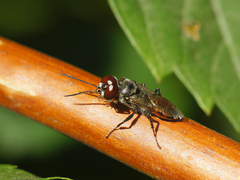 Astata