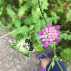 Knautia dipsacifolia
