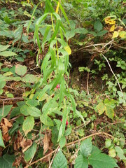 Polygonatum verticillatum