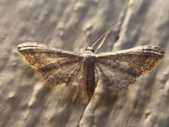 Cyclophora nanaria