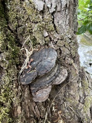 Fomes fomentarius