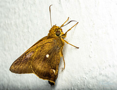 Hasora badra