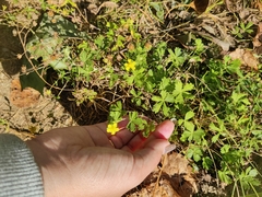 Potentilla intermedia