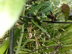 Phthiacnemia picta
