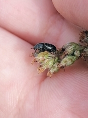 Aphodiinae