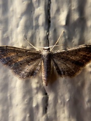 Geometridae